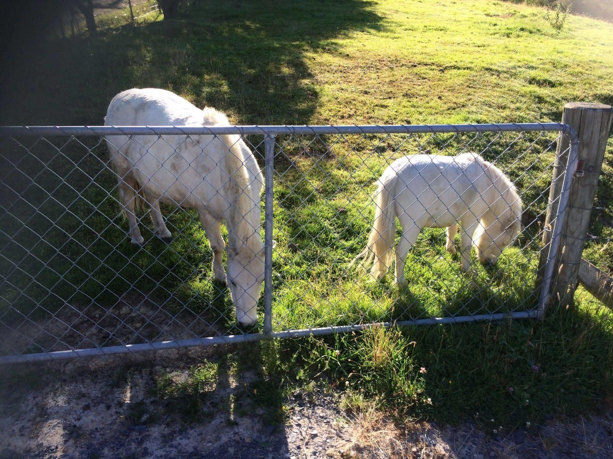 Hunters Moon Villa Mosgiel Eksteriør billede
